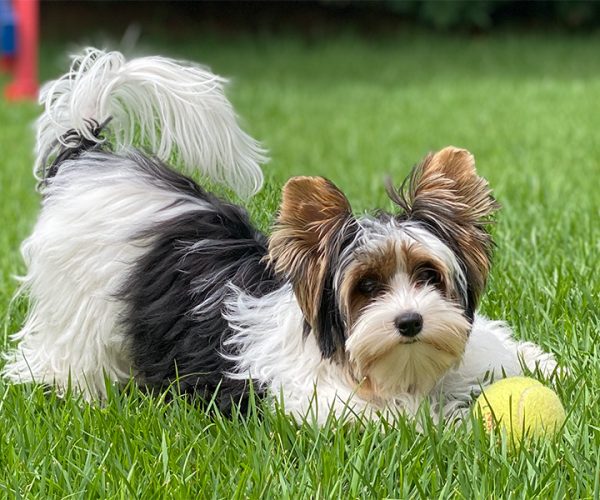 Pet Place